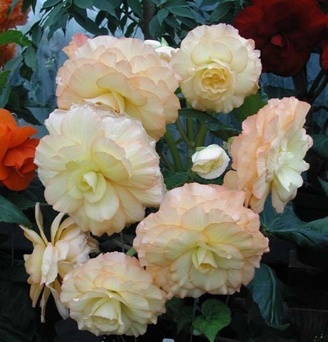 B. ‘Buttermilk’